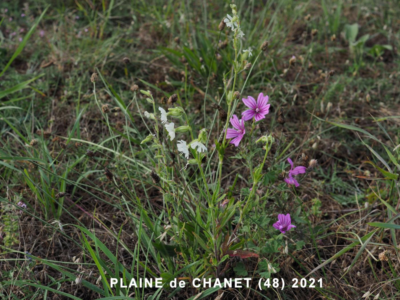 Catchfly, Forked plant